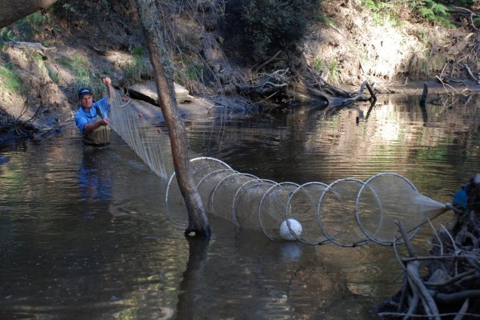 A man holding up a bag net across a river