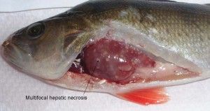 Expermimentally infected Redfin perch showing infected liver tissue, multiple white spots in the liver