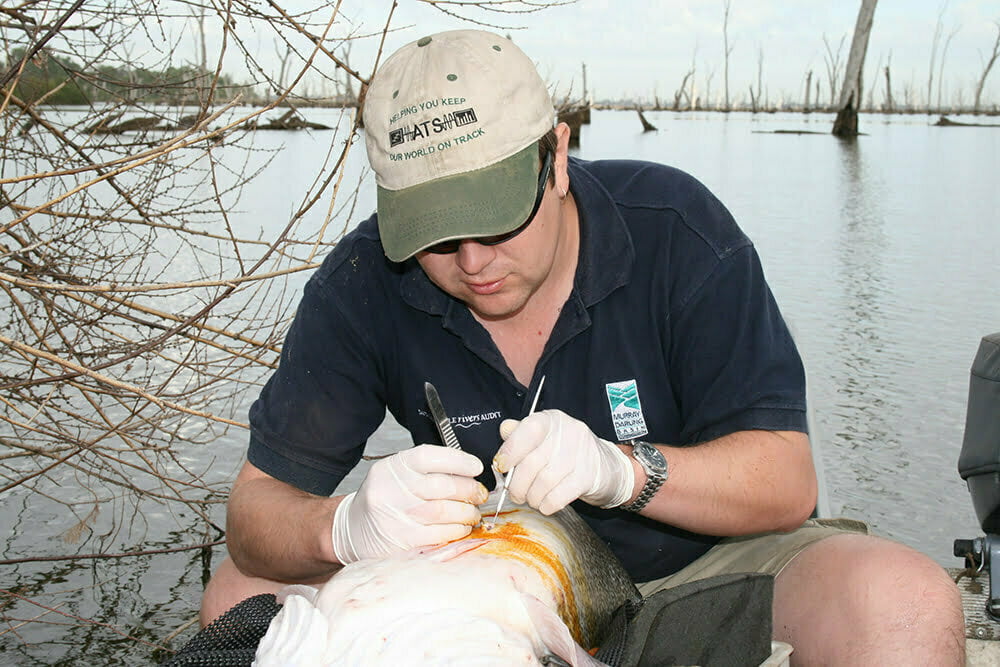 Researcher Jarod Lyon implanting a radio transmitter in a Murray cod to monitor movement. Pic courtesy of Joanne Kearns