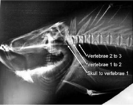 Figure 3 X-ray of a barramundi showing the natural curvature of the first four vertebrae and the locations where distances between vertebrae were measured (source: Gould and Grace 2009)